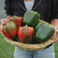 Pepper Currier F1 Seed