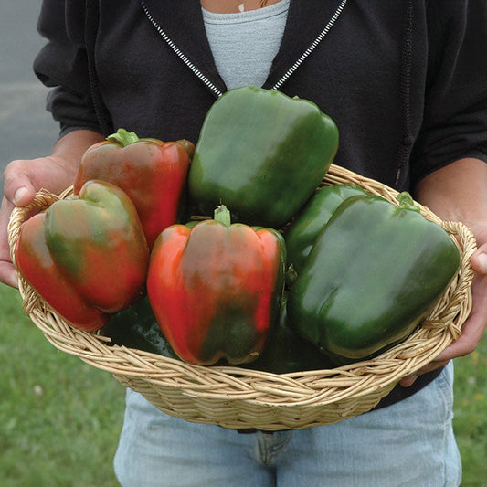 Pepper Currier F1 Seed