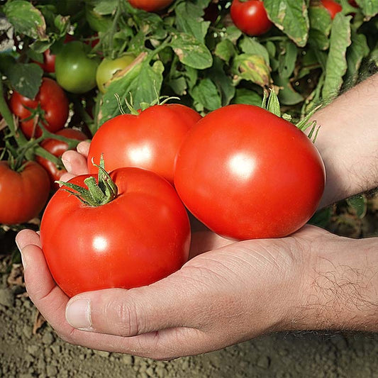 Tomato Red Mountain F1 Seed