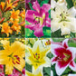 Great Expectations Lily Tree Collection - 2025