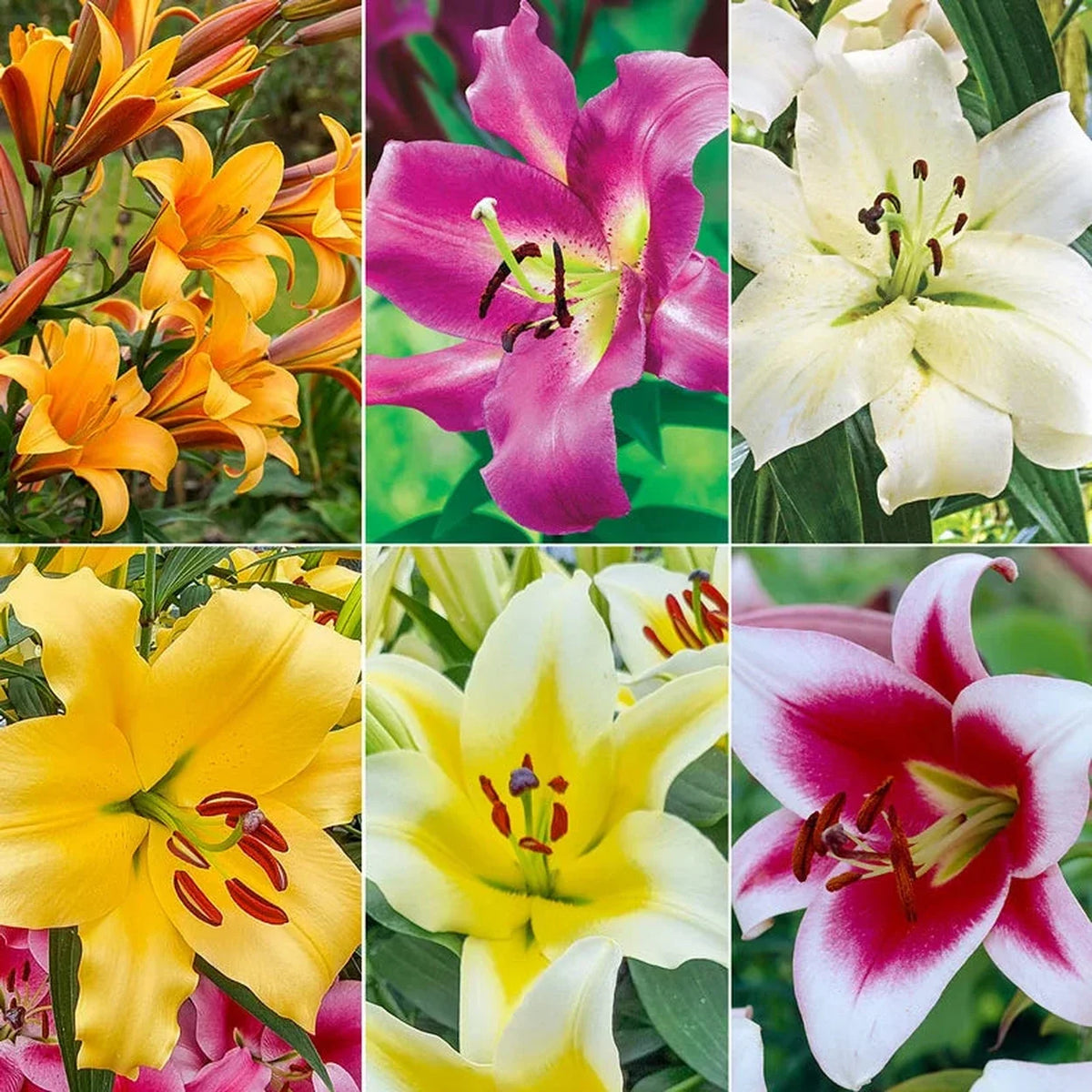 Great Expectations Lily Tree Collection - 2025