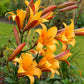 Great Expectations Lily Tree Collection - 2025
