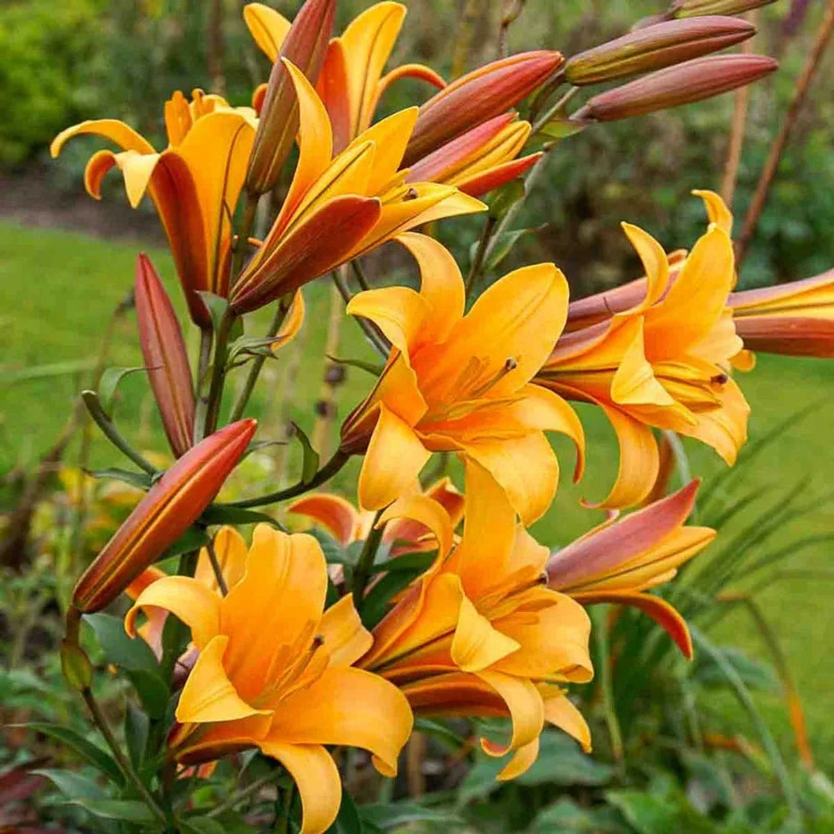 Great Expectations Lily Tree Collection - 2025
