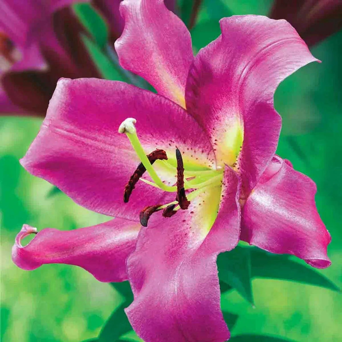Great Expectations Lily Tree Collection - 2025