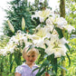 Great Expectations Lily Tree Collection - 2025