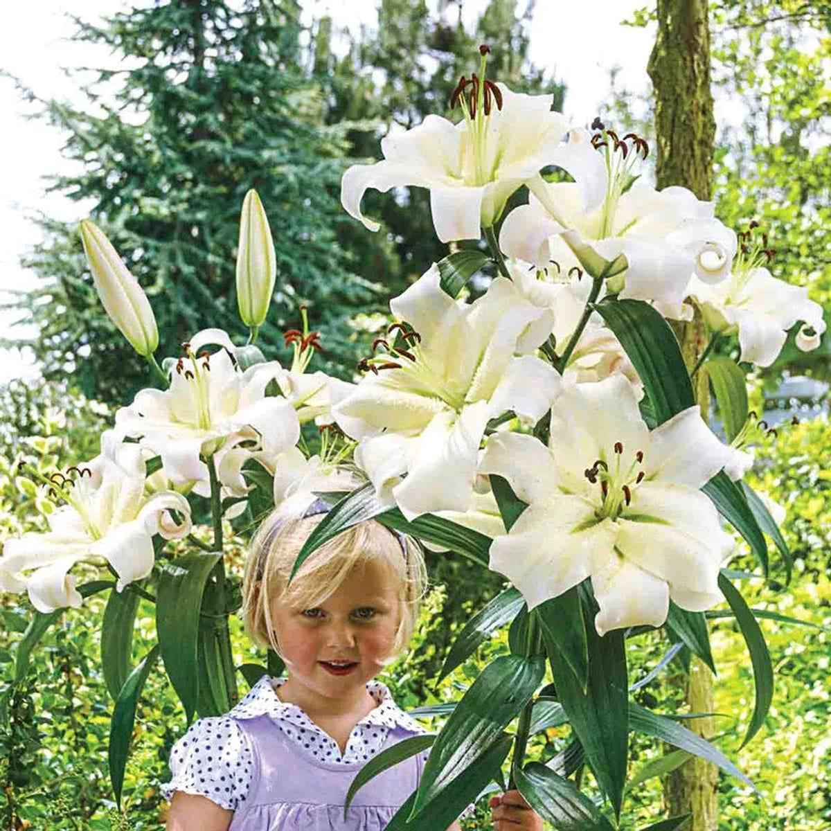 Great Expectations Lily Tree Collection - 2025