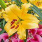 Great Expectations Lily Tree Collection - 2025