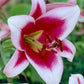 Great Expectations Lily Tree Collection - 2025