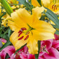 Corcovado Lily Tree