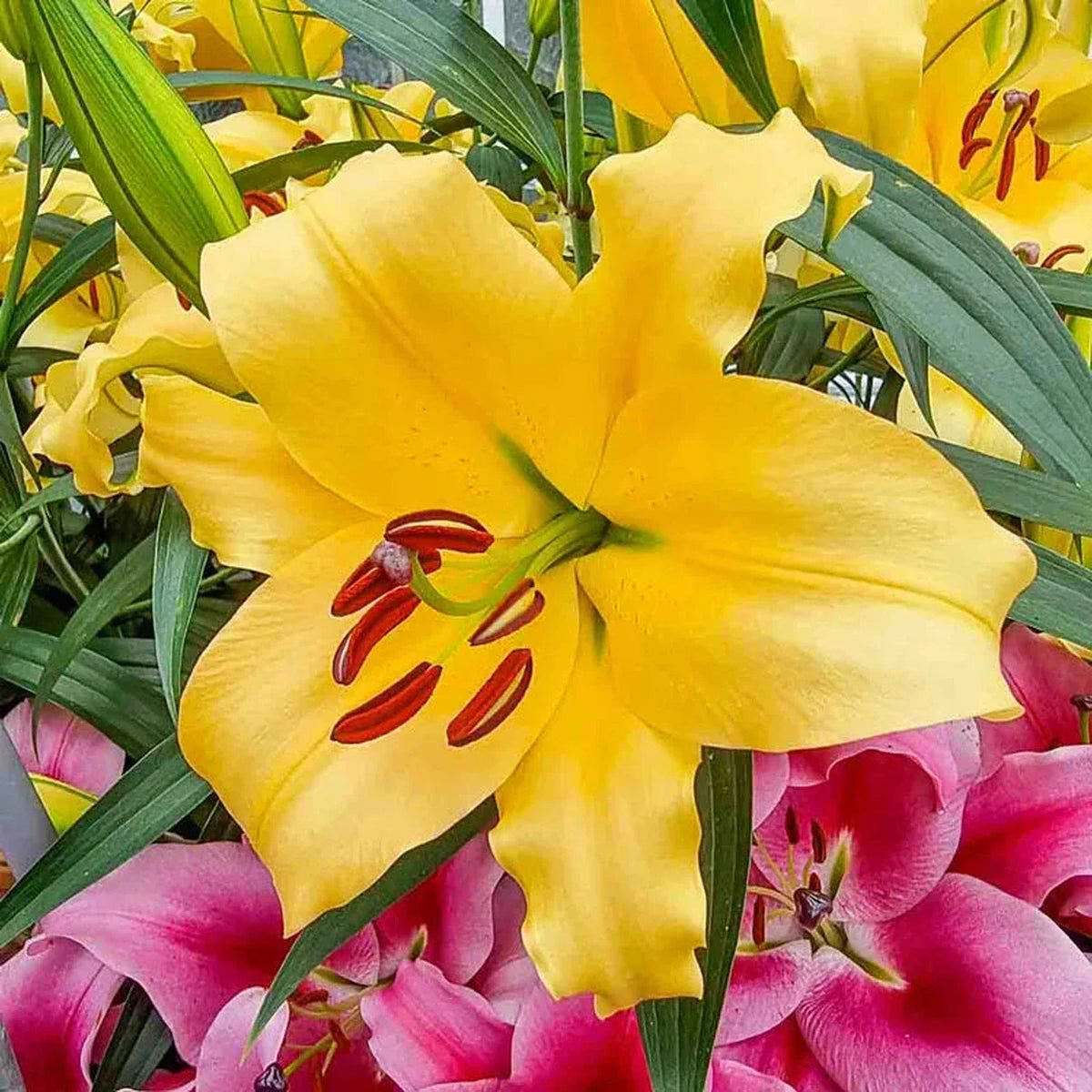 Corcovado Lily Tree
