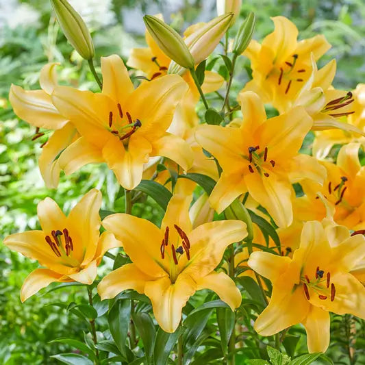 Corcovado Lily Tree