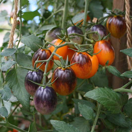 Tomato Indigo Kumquat F1 Seed