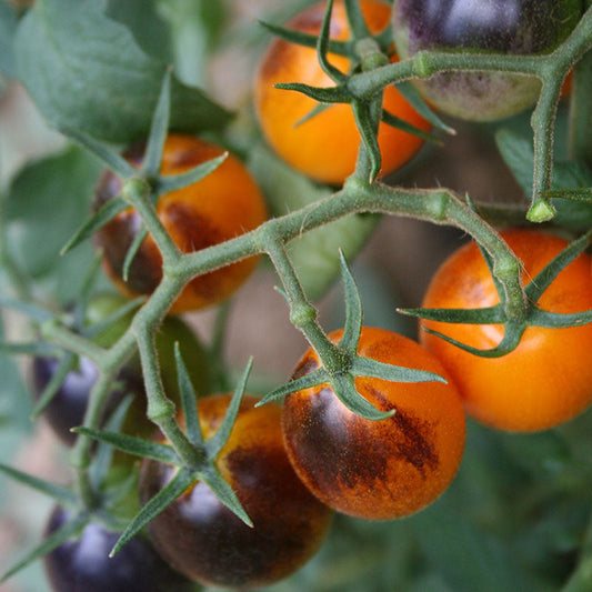 Tomato Indigo Kumquat F1 Seed