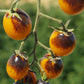 Tomato Indigo Kumquat F1 Seed