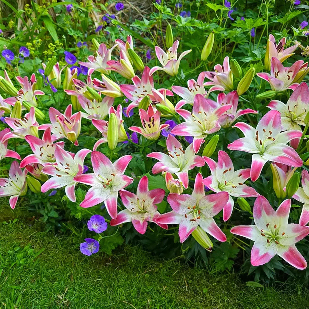 Strawberry Swirl Carpet Border Lily