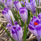 Harry Hay Crocus