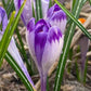Harry Hay Crocus