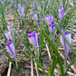Harry Hay Crocus
