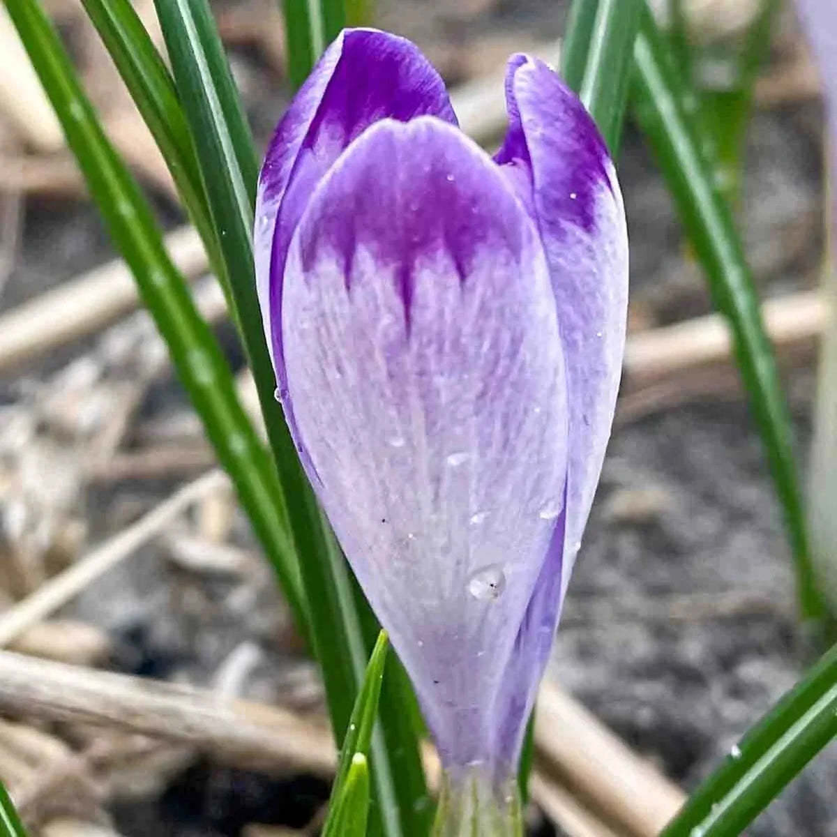 Harry Hay Crocus