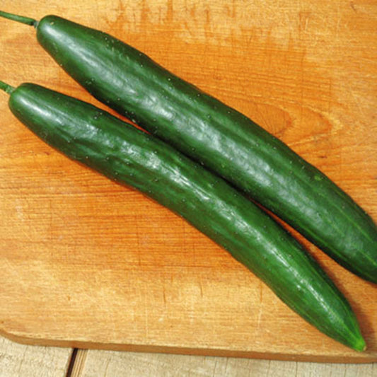 Cucumber Taurus F1 Seed