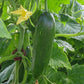 Cucumber Taurus F1 Seed
