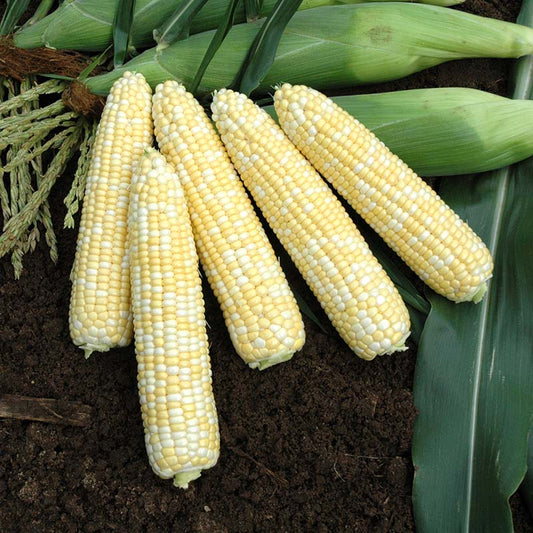 Sweet Corn Anthem XR F1 Seed