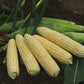 Sweet Corn Anthem XR F1 Seed