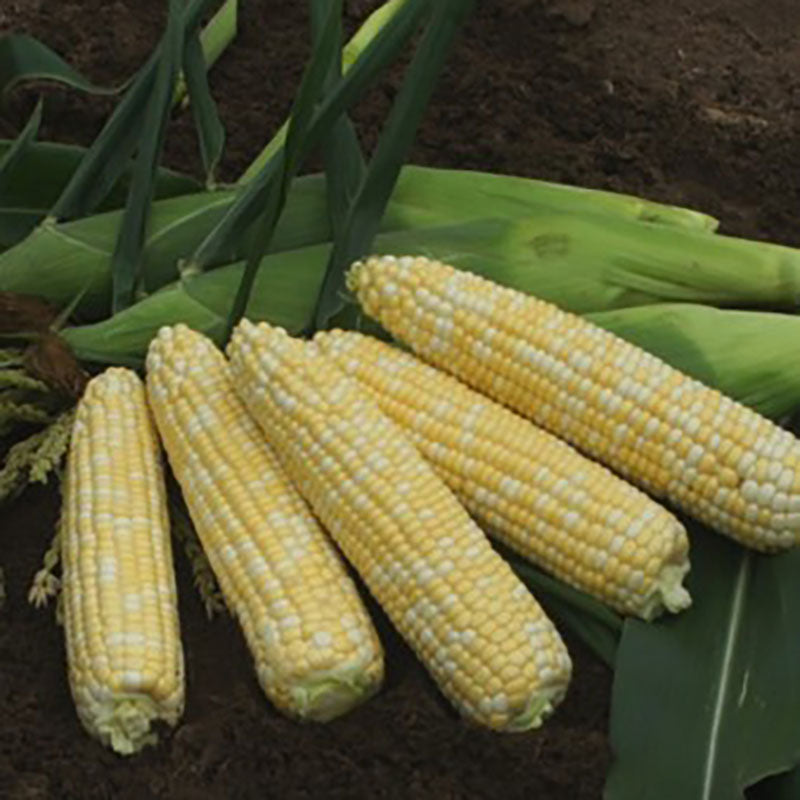 Sweet Corn Anthem XR F1 Seed