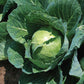 Cabbage Quick Start F1 Seed