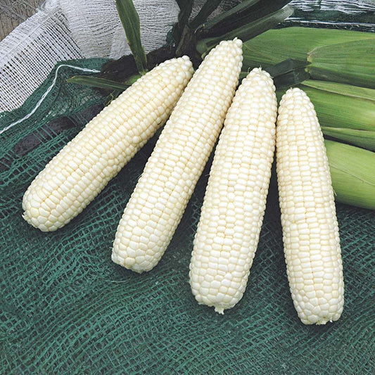 Sweet Corn Mirage F1 Seed