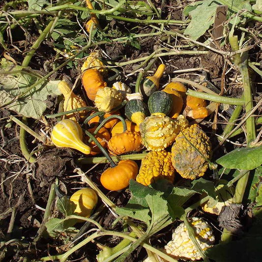 Gourd Small Formula Blend Seed