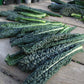 Kale Black Magic Seed