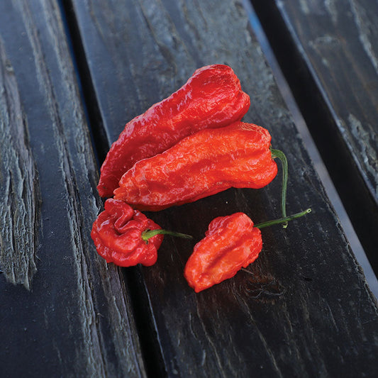 Pepper Ghost Pepper Multi-Colored Seed