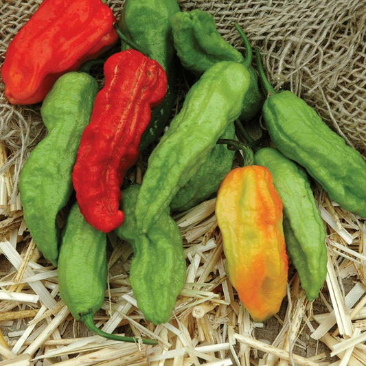 Pepper Ghost Pepper Multi-Colored Seed