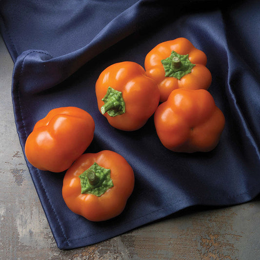Pepper Orange You Sweet F1 Seed