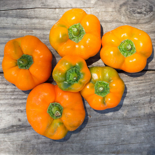 Pepper Orange You Sweet F1 Seed
