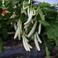 Eggplant Gretel F1 Seed