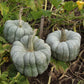 Pumpkin Blue Doll F1 Seed