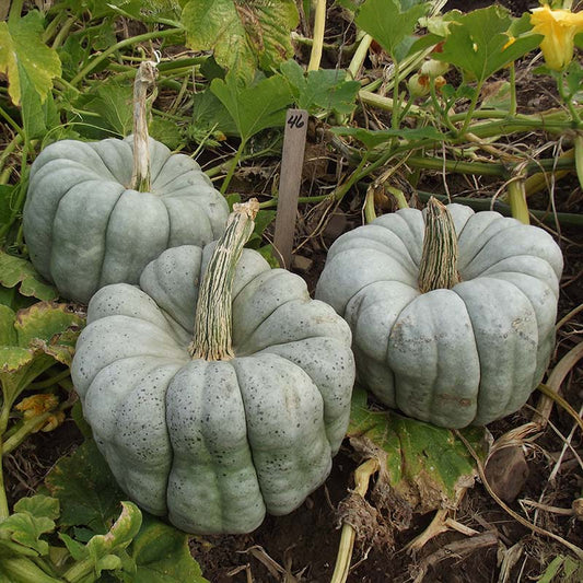 Pumpkin Blue Doll F1 Seed