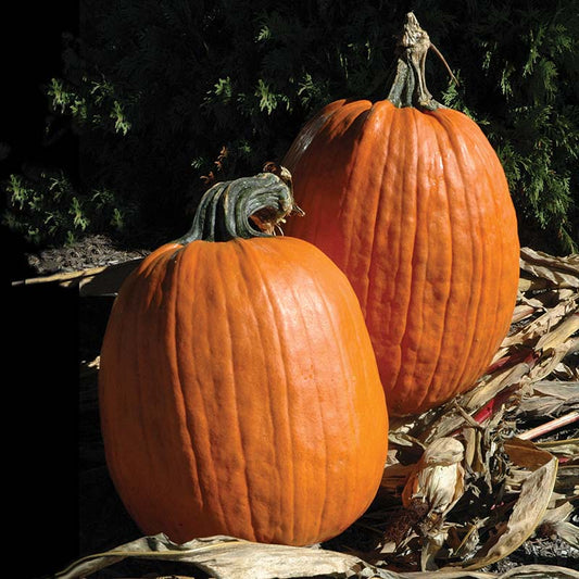 Pumpkin Captain Jack F1 Seed