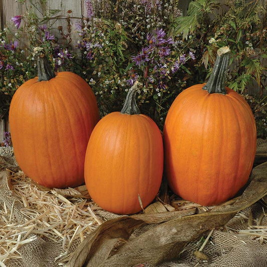 Pumpkin Darling F1 Seed