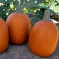 Pumpkin Darling F1 Seed