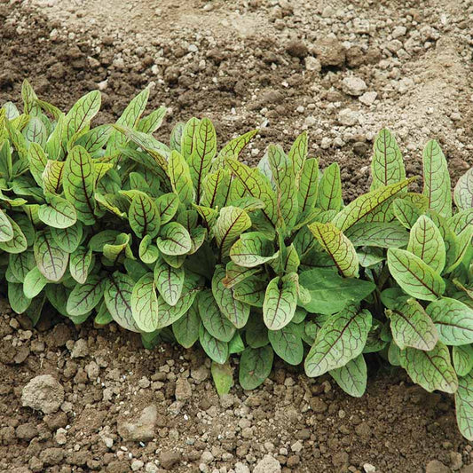 Sorrel Blood-Veined Seed