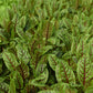 Sorrel Blood-Veined Seed