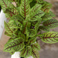Sorrel Blood-Veined Seed