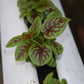 Sorrel Blood-Veined Seed