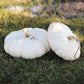 Pumpkin Flat White Boer Ford Seed