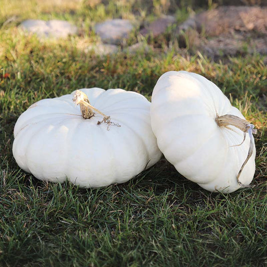 Pumpkin Flat White Boer Ford Seed