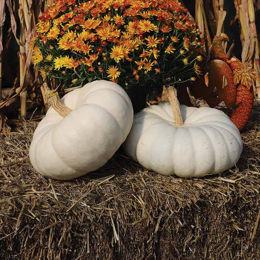 Pumpkin Flat White Boer Ford Seed