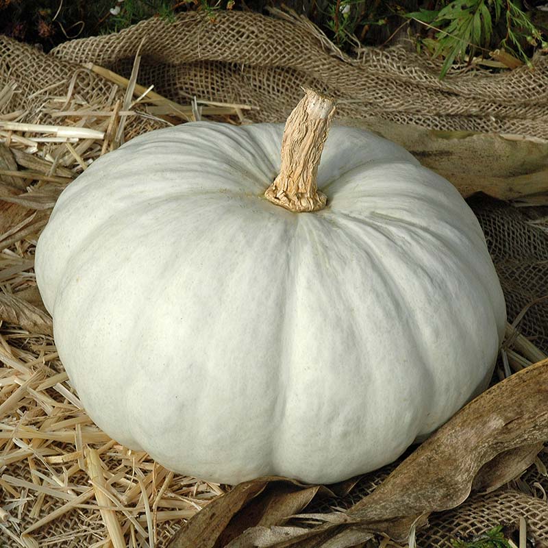 Pumpkin Flat White Boer Ford Seed